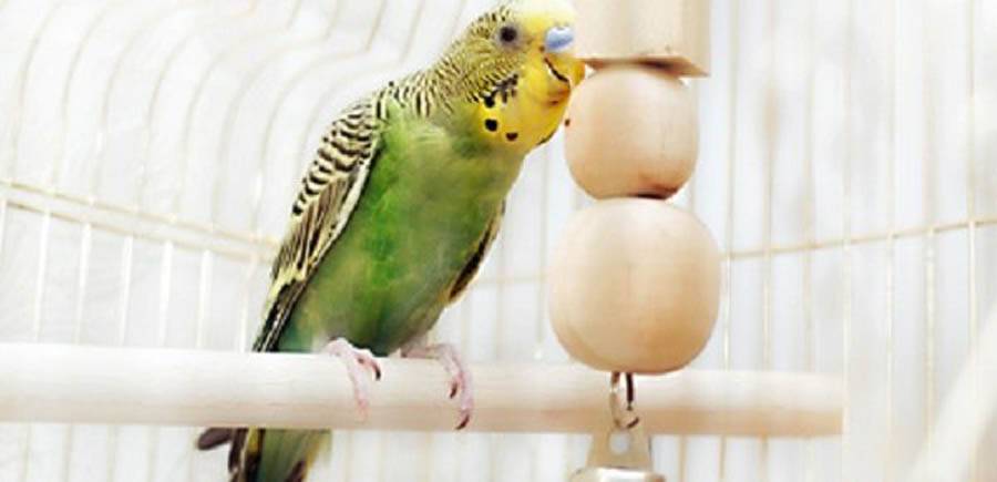 De beste en goedkoopste vogelkooien kopen