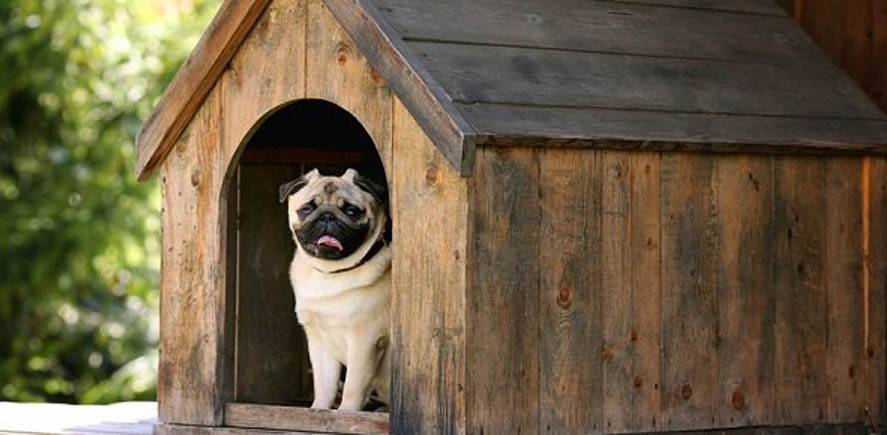 De leukste hondenhokken voor jouw favoriete huisdier