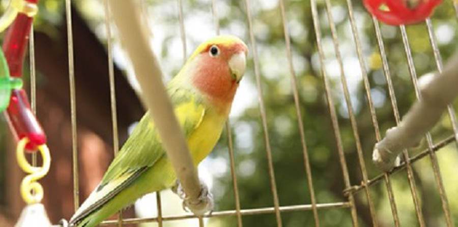 Een kwalitatieve volière kopen voor je vogels