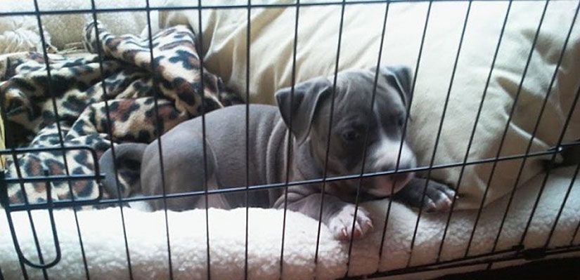 Je hond meenemen in een hondenbench van Petsgifts!