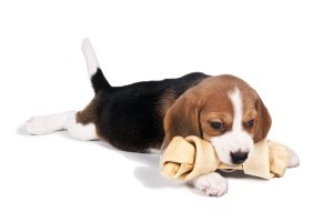 Hondensnack kopen is gezond voor je hond.