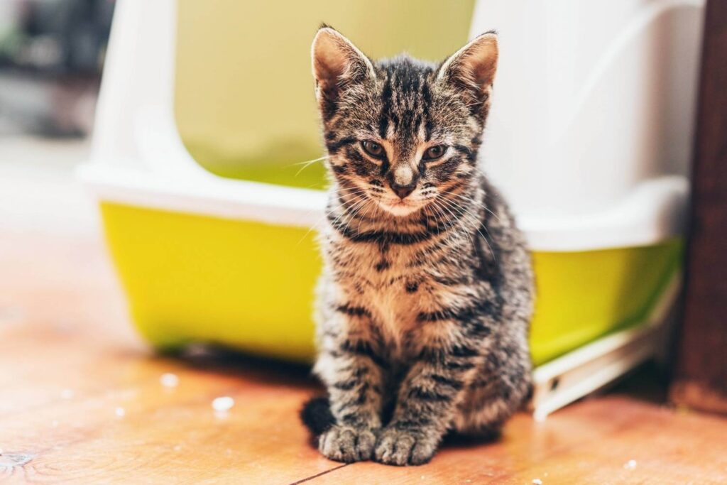 Hygiënische kattenbakken tegen de beste prijs