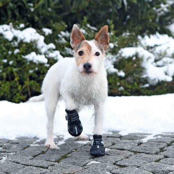 Waarom Hondenschoenen?