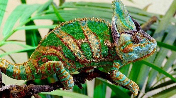 Kameleon Terrarium inrichten?