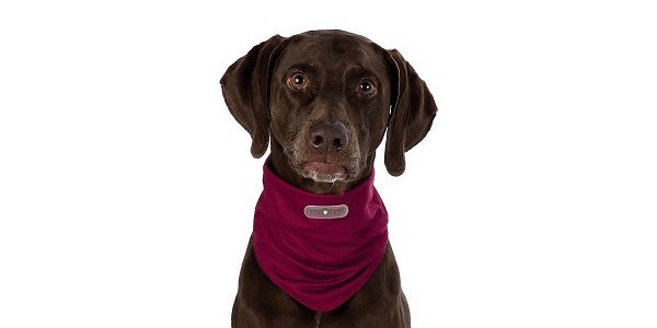 Beste middel tegen teken bij je hond