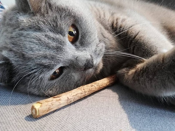 Matatabi voor je kat