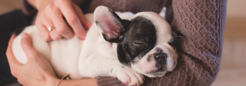 Een hond uit het asiel adopteren? Hier moet je op letten