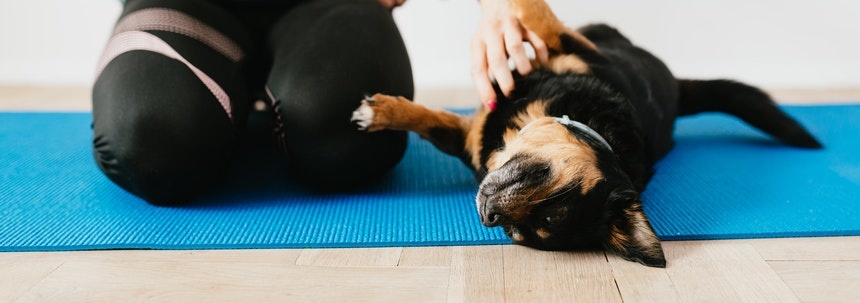 Je hond op hondentraining – wel of niet doen?