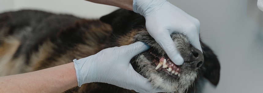 De meeste voorkomende problemen bij dierenartsen