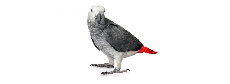 Welke kooi voor een Grijze Roodstaart