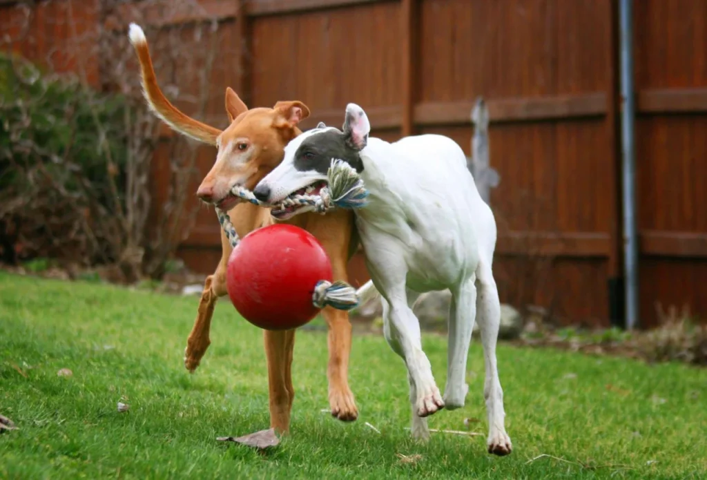 Waar spelen honden het liefst mee?