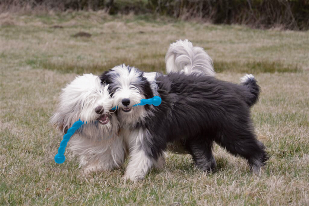 Wat voor speeltjes vinden honden leuk?