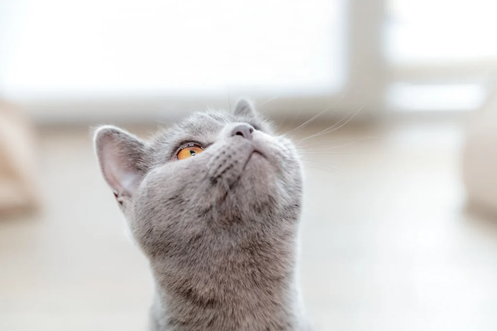 Wat mogen katten als snack?