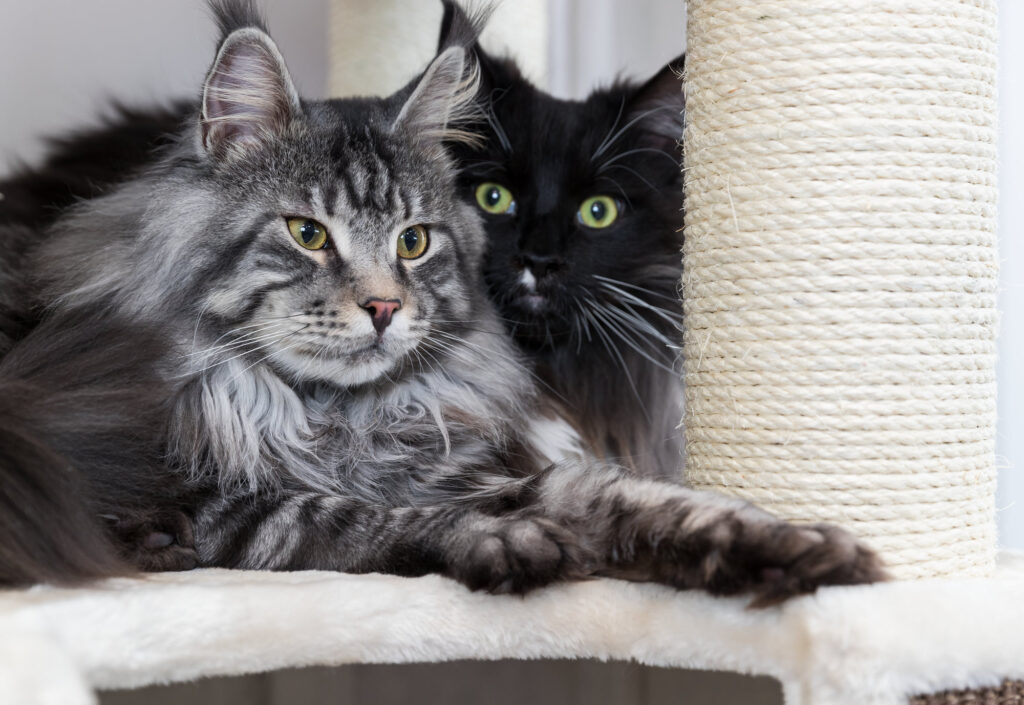 Waarom krabt mijn kat niet aan de krabpaal?