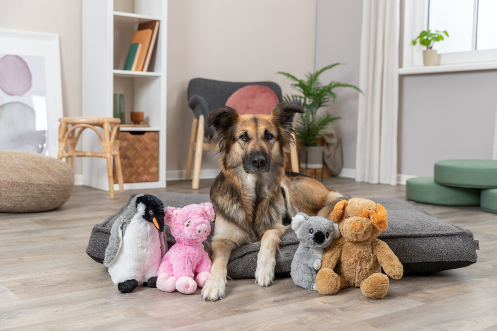 Waarom maken honden knuffels kapot?