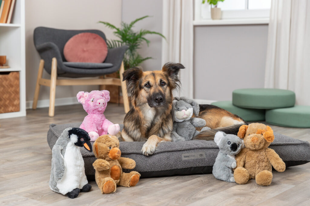 Kan een hond zich vervelen?