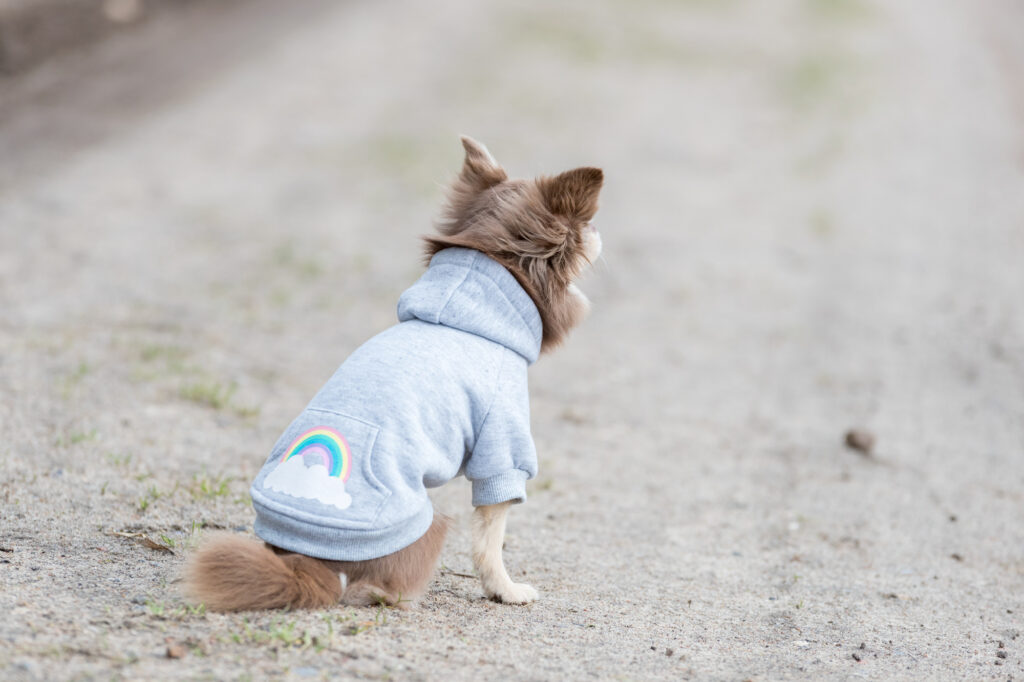 Kunnen honden het koud hebben buiten?
