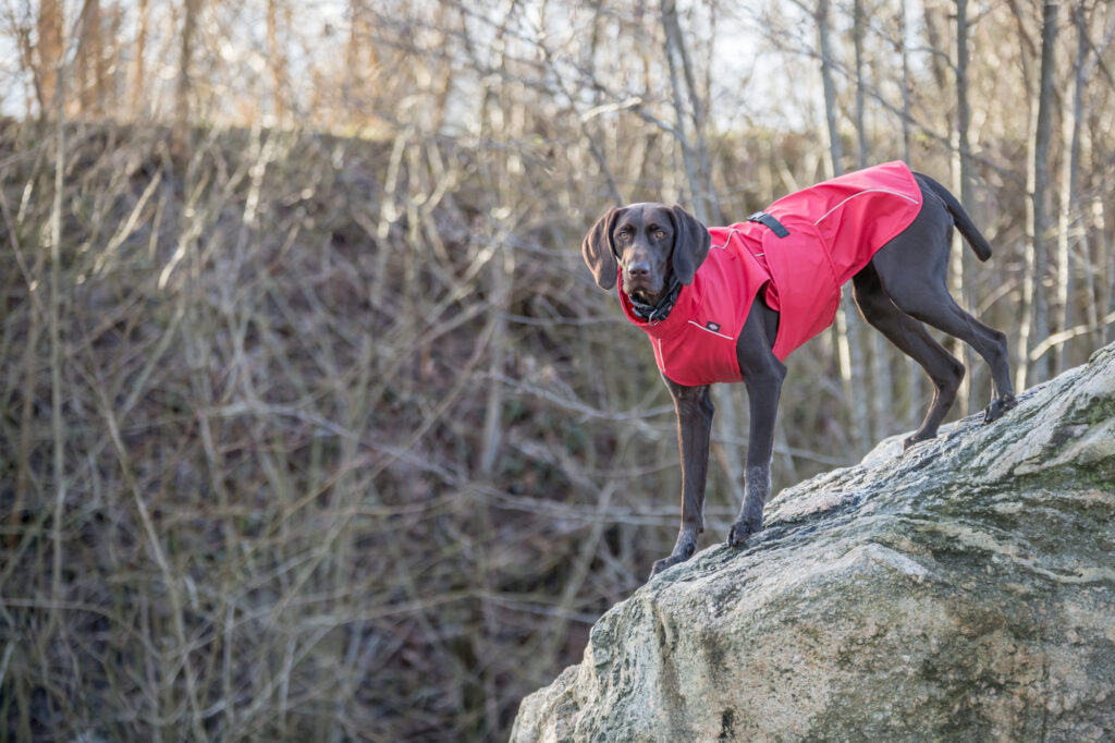 Hoe Kies je de Juiste Hondenjas voor je Hond?