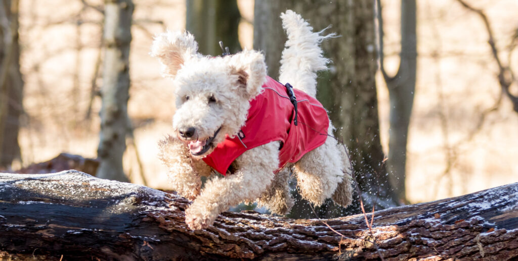 Heeft een hond een jas nodig?