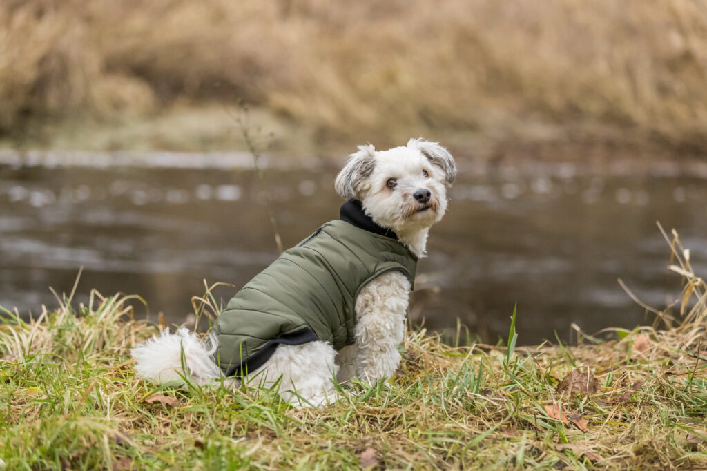 De Top 10 Stijlvolle Hondenjassen voor het Winterseizoen: