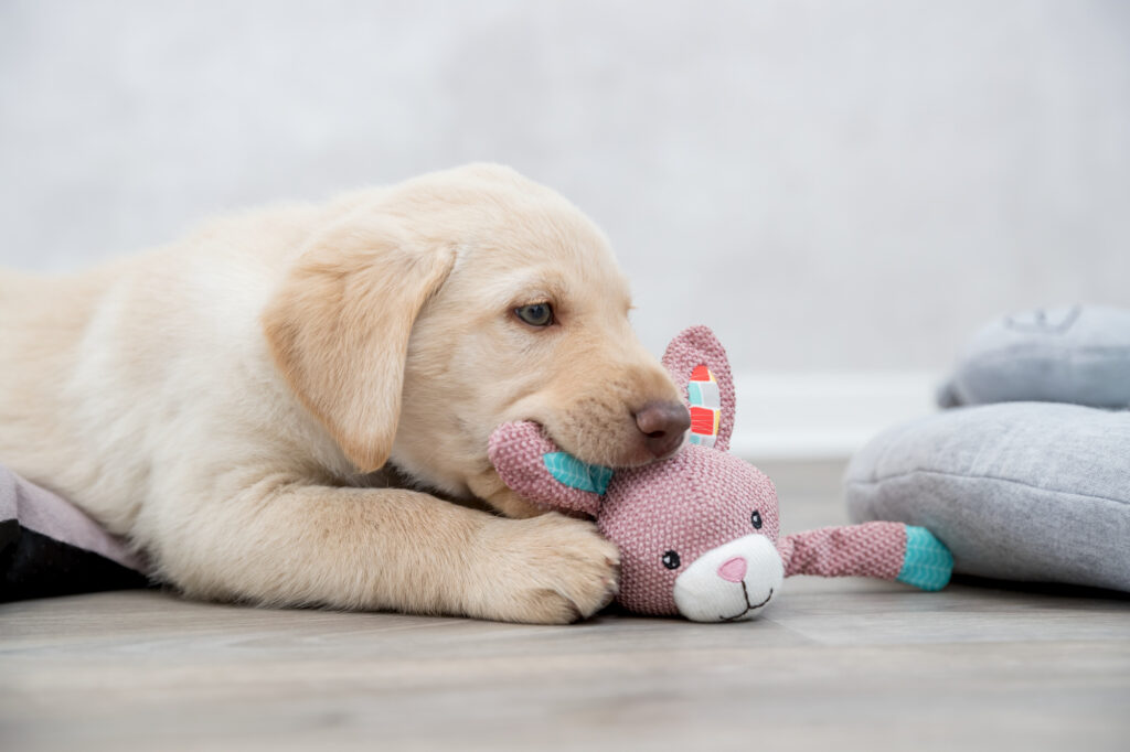 Waarom ligt hond met knuffel in bek?