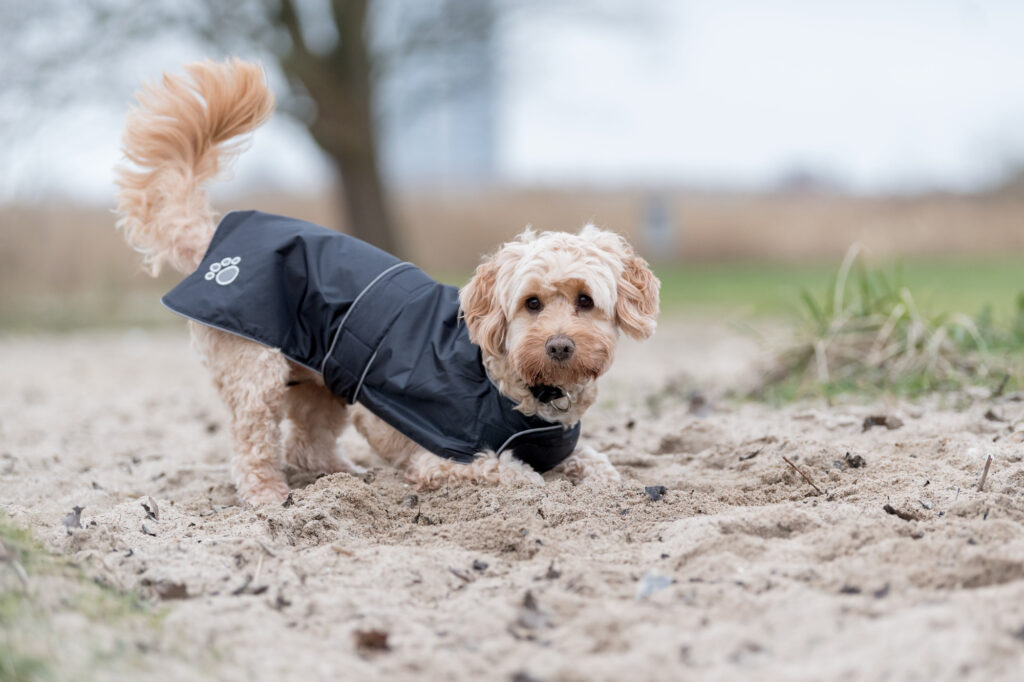 Welke honden hebben een jas nodig?