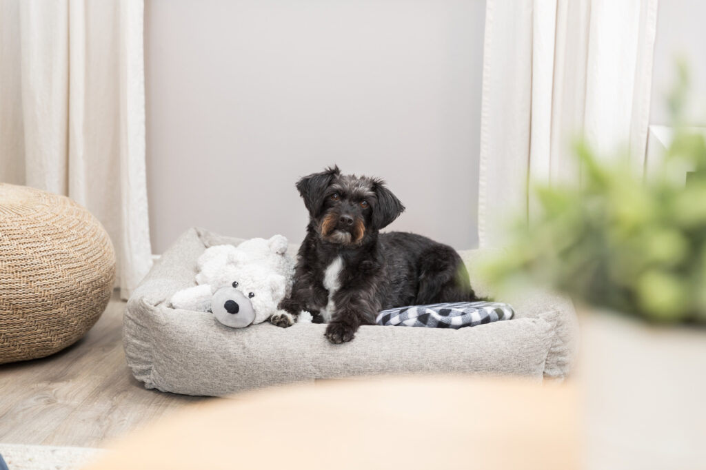 Hoe groot moet de mand van een hond zijn?