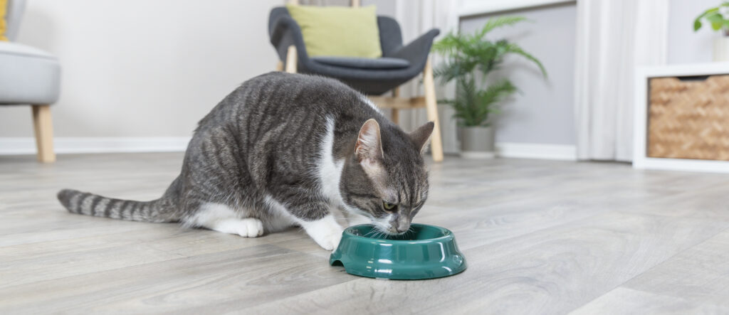Hoeveel voerbakken voor 2 katten?