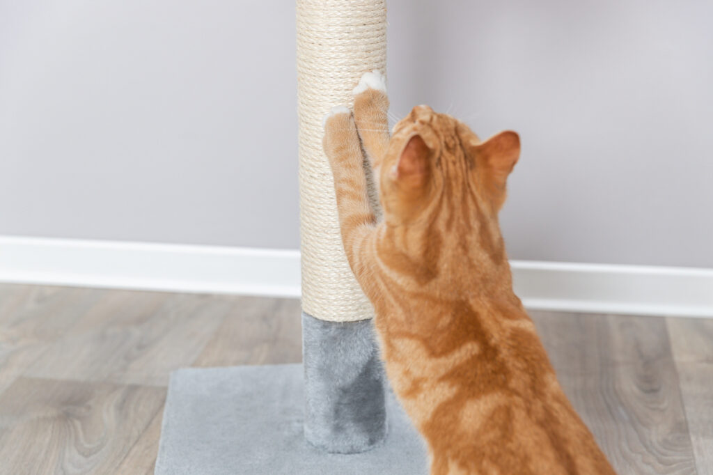 Waar krabben katten het liefst aan?