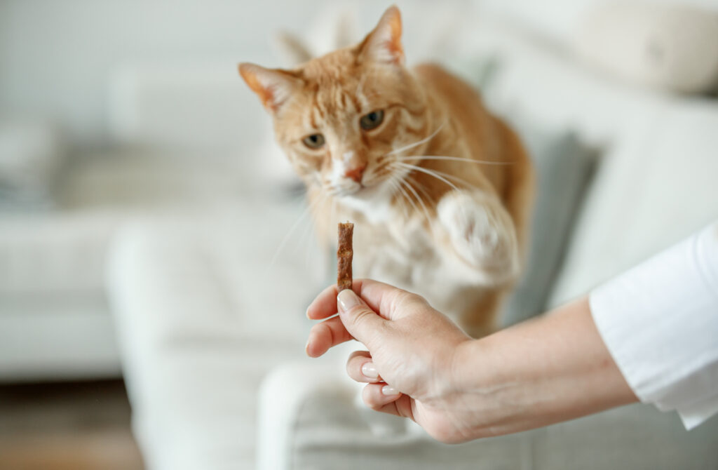 Welke kattensnoepjes zijn gezond?