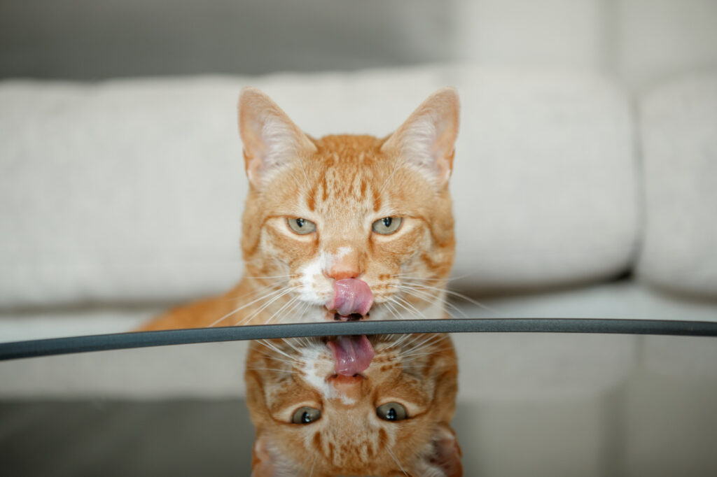 Traktaties voor Katten: Verwennerij en Voordelen