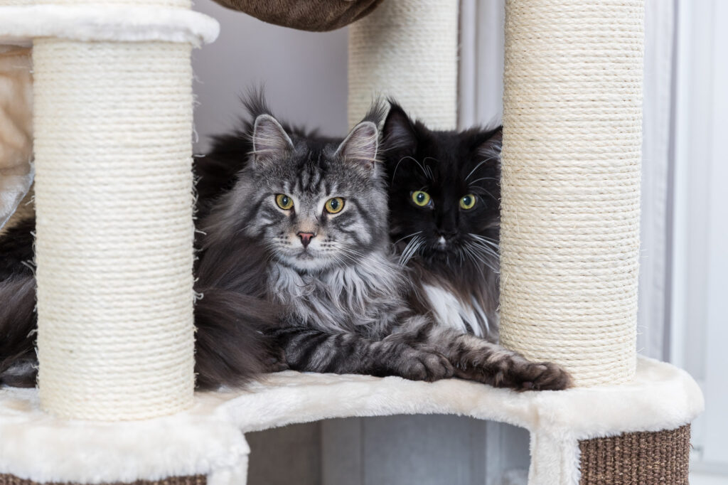 Krabpaal en Gezondheid van je Kat: De Verbinding