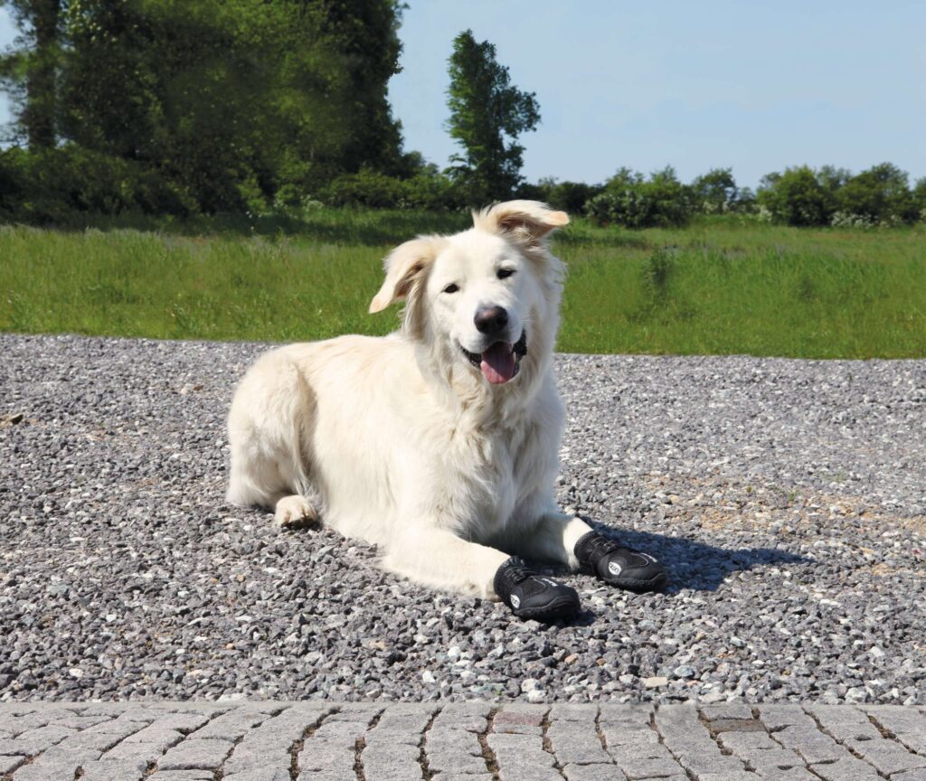 Het Nut van Hondenschoenen: Bescherming en Comfort voor Je Hond