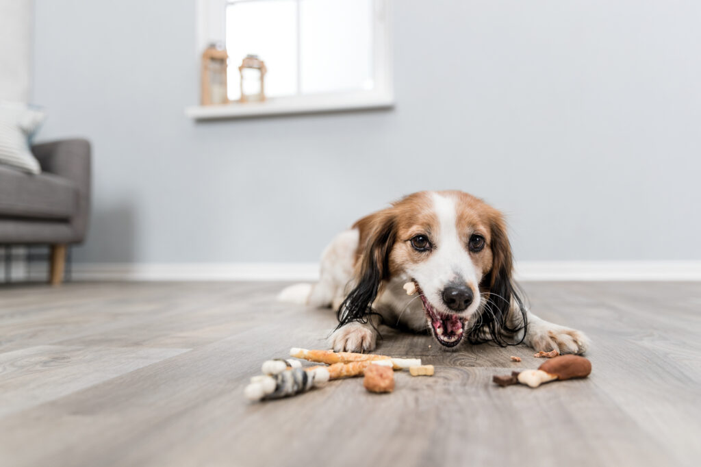 Hoe vaak mag je een hond een Kauwstaaf?