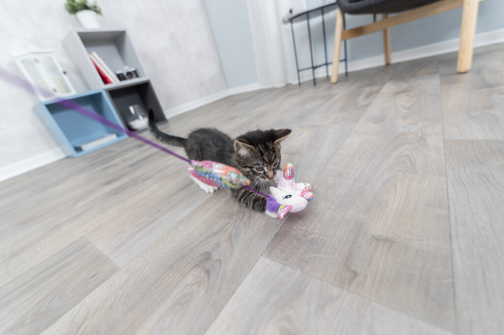 Hoe hou ik mijn kat bezig?