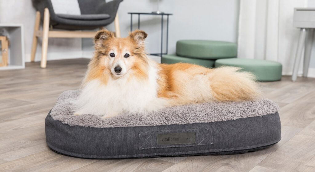 Het Belang van Materiaalkeuze bij Hondenkussens: Comfort en Duurzaamheid