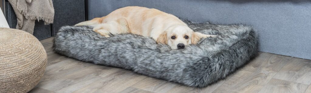 Hoe Kies Je de Juiste Maat Hondenkussen Voor Jouw Hond?
