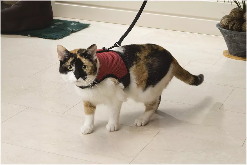 Stap-voor-Stap Gids voor het Aanleren van een Kat aan een Tuigje