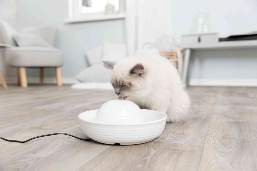 Het Belang van Hydratatie voor Katten