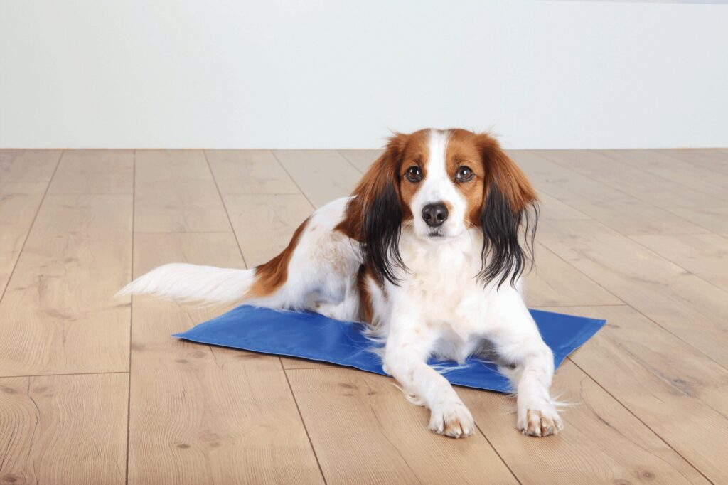 Hoe koelmatten de gezondheid van oudere honden kunnen ondersteunen