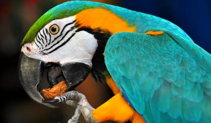 Wat mag een Papegaai wel en niet eten?