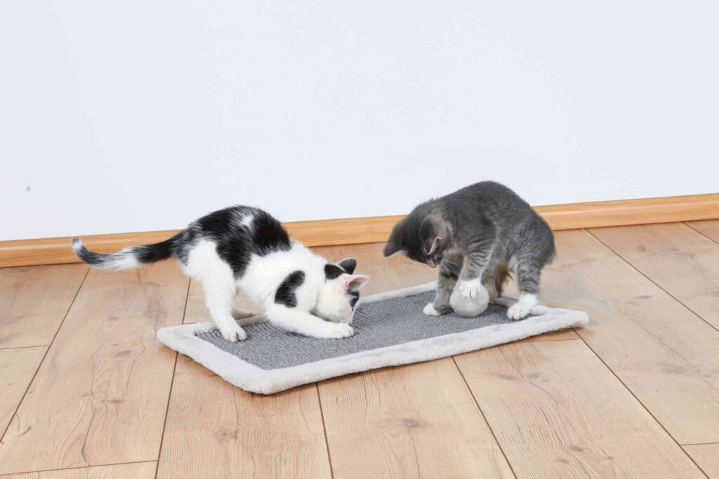 Top 5 plekken om een krabmat in huis te plaatsen