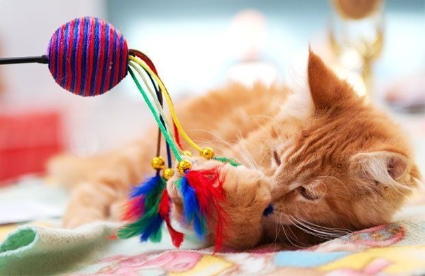 Katten Speeltjes: Van Interactief tot Catnip, Alles Wat Je Moet Weten