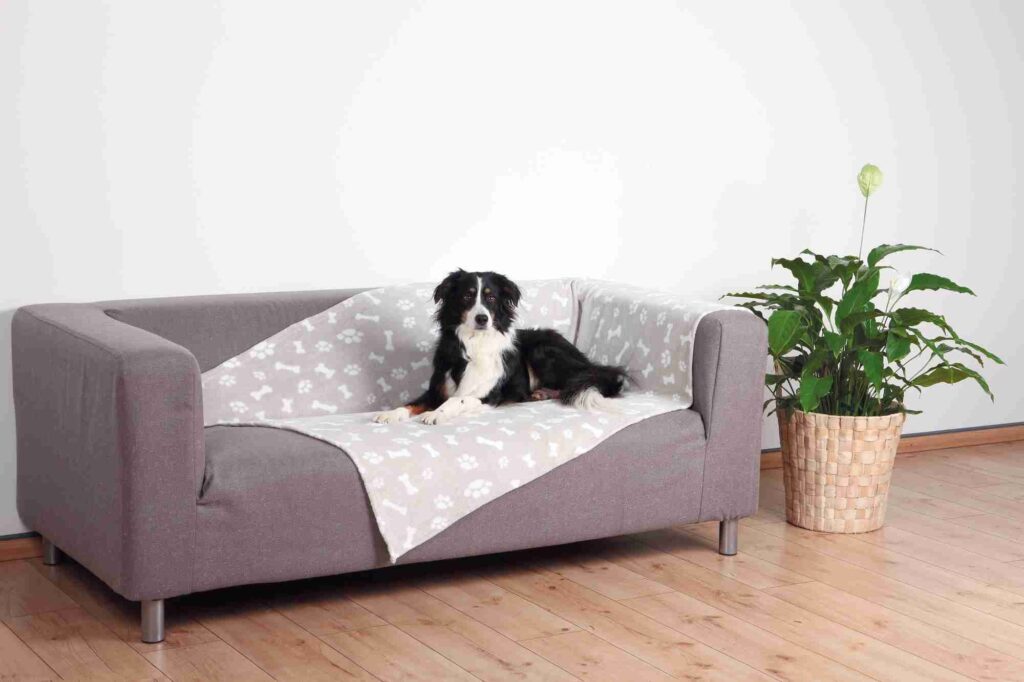 Hoe kies je de beste hondendeken voor jouw bank? Praktische tips!
