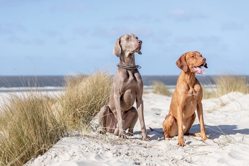 Halsband vs. harnas: Wat is beter voor jouw hond?