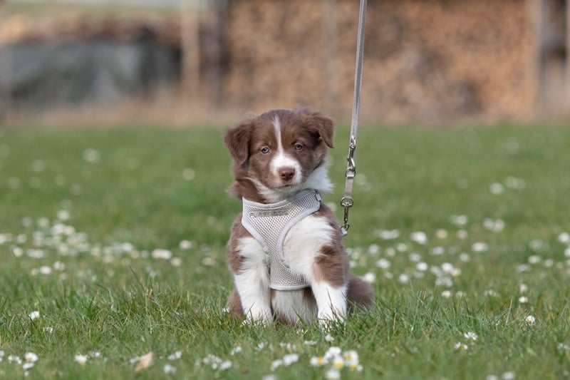 Wat is de beste halsband voor een puppy?