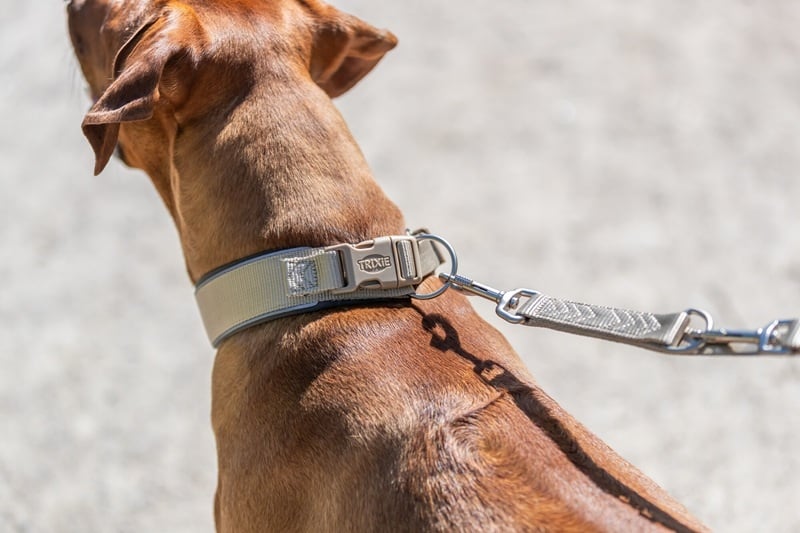 Waarom een brede halsband ideaal is voor sterke honden