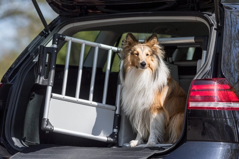 De voordelen van een honden reisbench tijdens lange autoritten