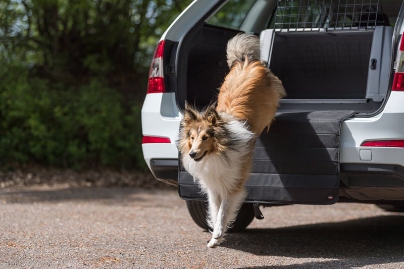 Hoe een reisbench hond helpt bij stressvrij reizen