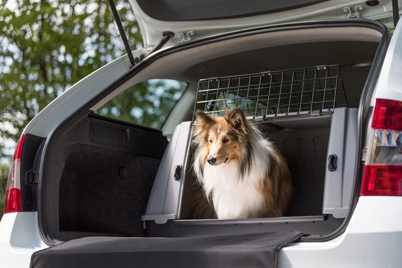 Welke reisbench past het beste bij jouw hond?